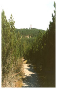 Pine Forest on the Curonian Spit