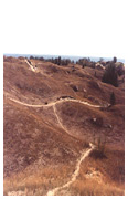 Dunes of the Curonian Spit